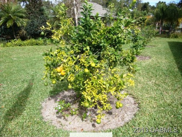 CITRUS TREE