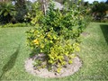 CITRUS TREE