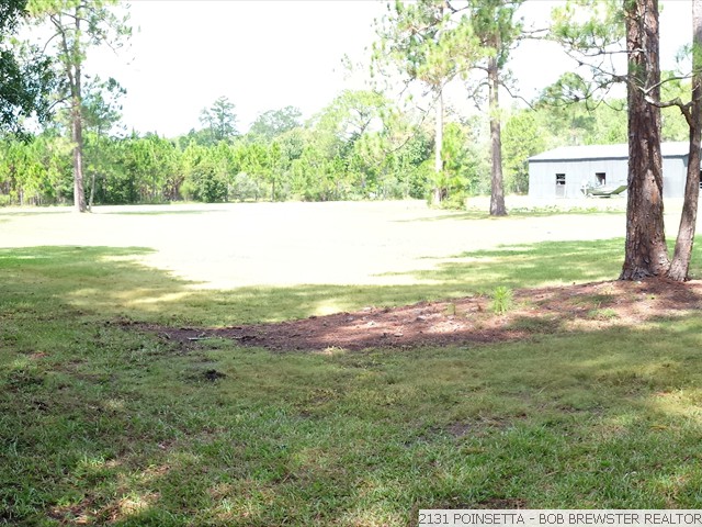 2131 POINSETTA (3)