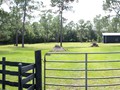 2131 POINSETTA (2)