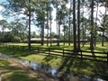 2131 POINSETTA (28)