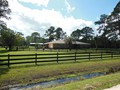 2131 POINSETTA (31)